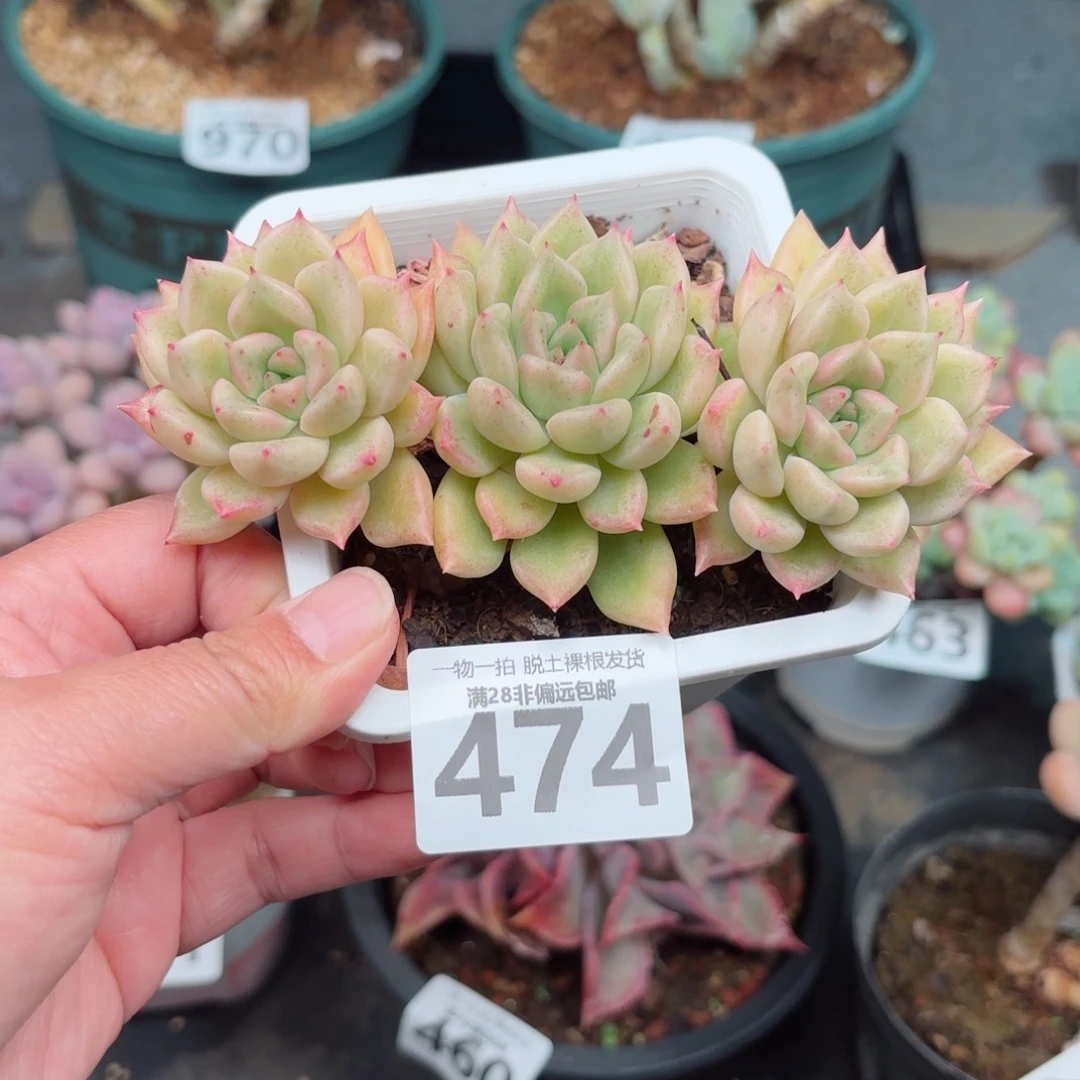 黄金璀璨无盆土发货
