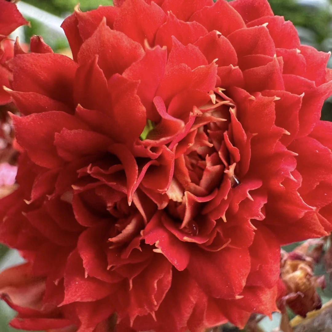 武神【120盆】重瓣长寿花带花苞美观鲜花盆栽室内阳台好