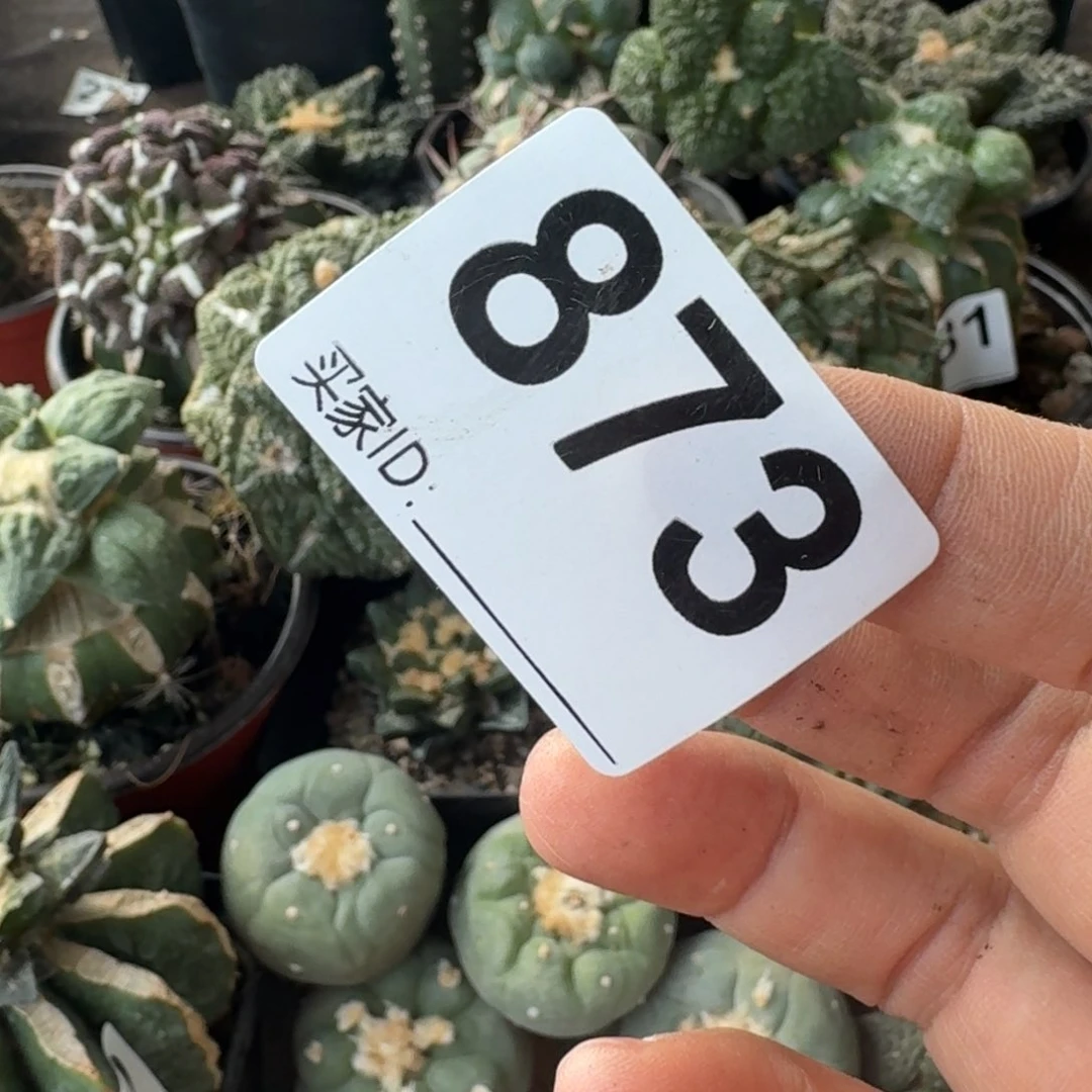 【闪购商品】小**艺两颗自根牡丹873