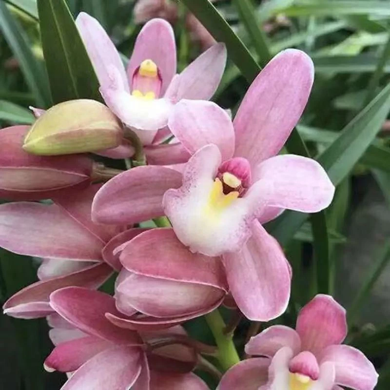 兰花（桃花）大花蕙兰清香型好养活室内外（裸根）
