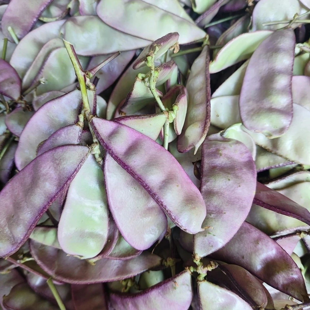 贵州种植扁豆农家老母猪架豆新鲜紫边现发耳朵现摘发货眉豆豆角
