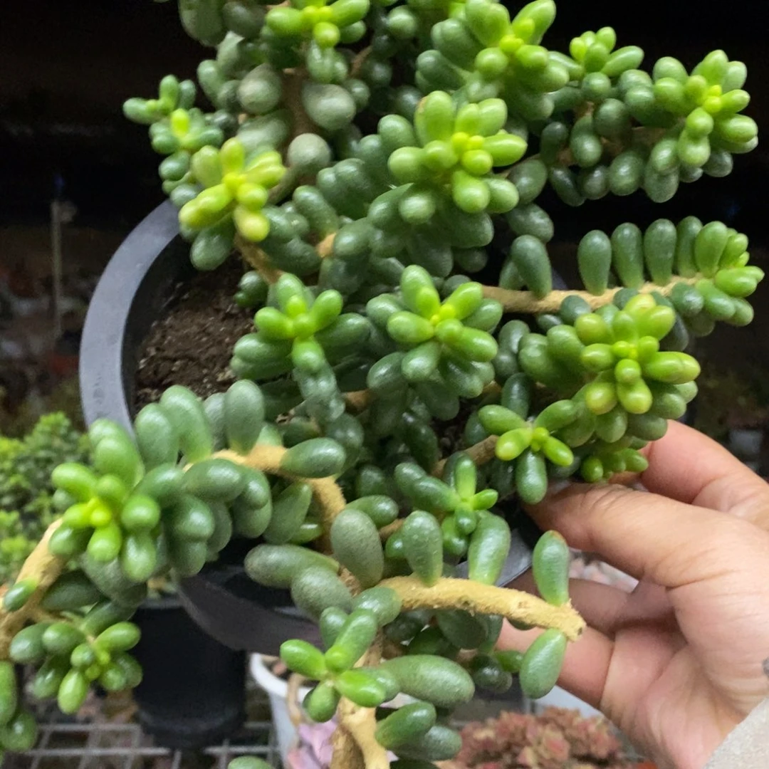 绿龟卵整桩无砍老桩