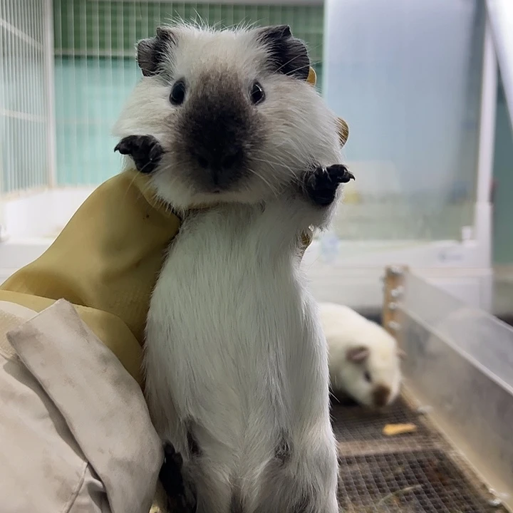 白色加州弟弟268可爱