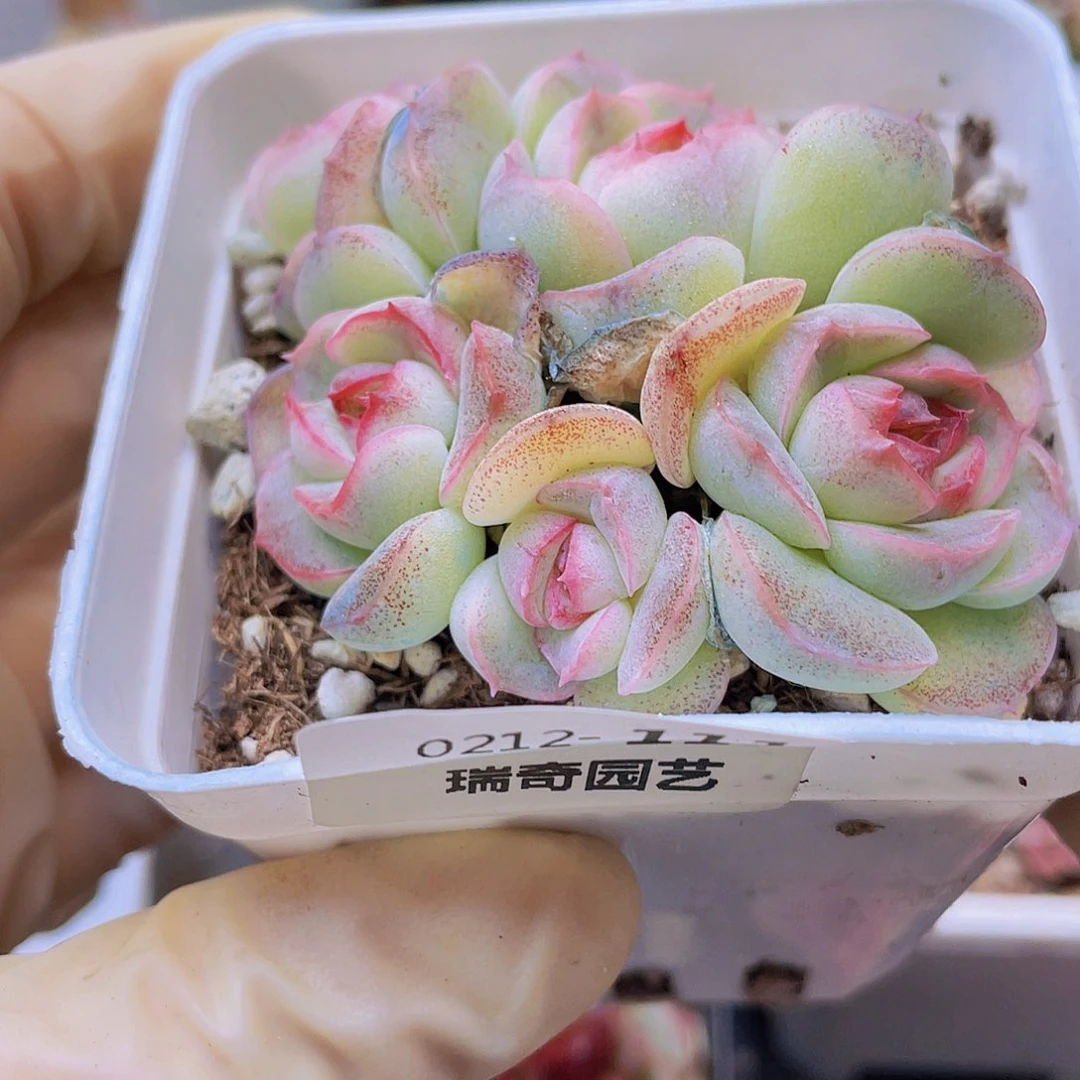 爱****蚁0000000000111一物一拍