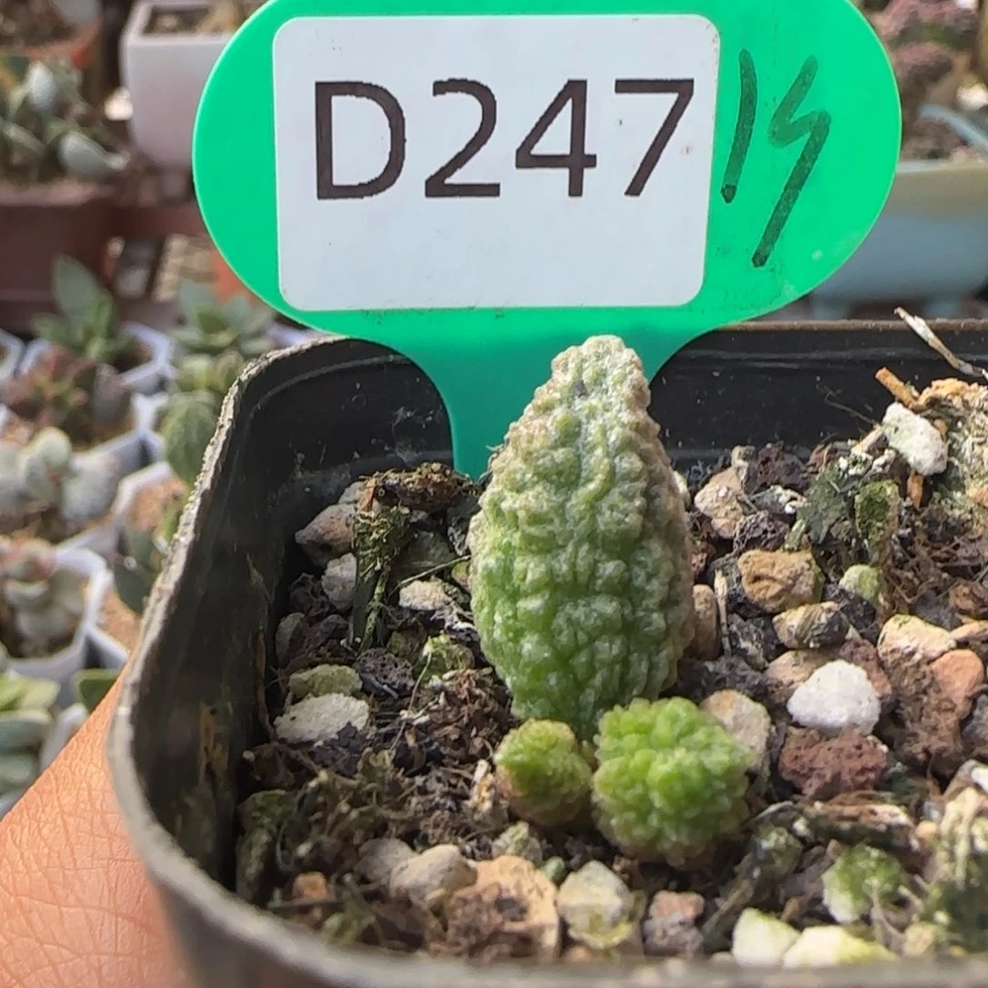 卟***乖灵犀。     247。