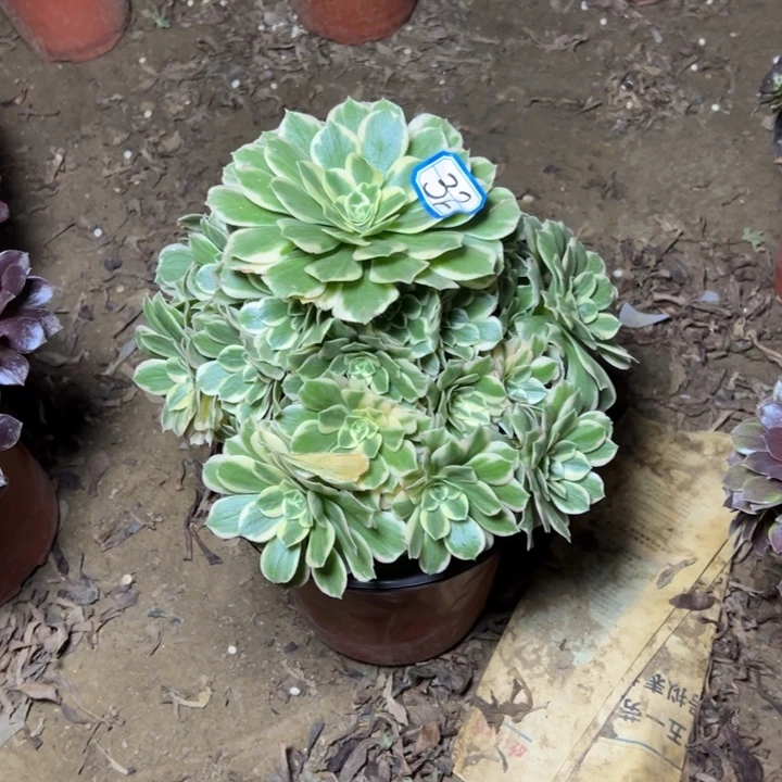 多肉植物迈八赫32