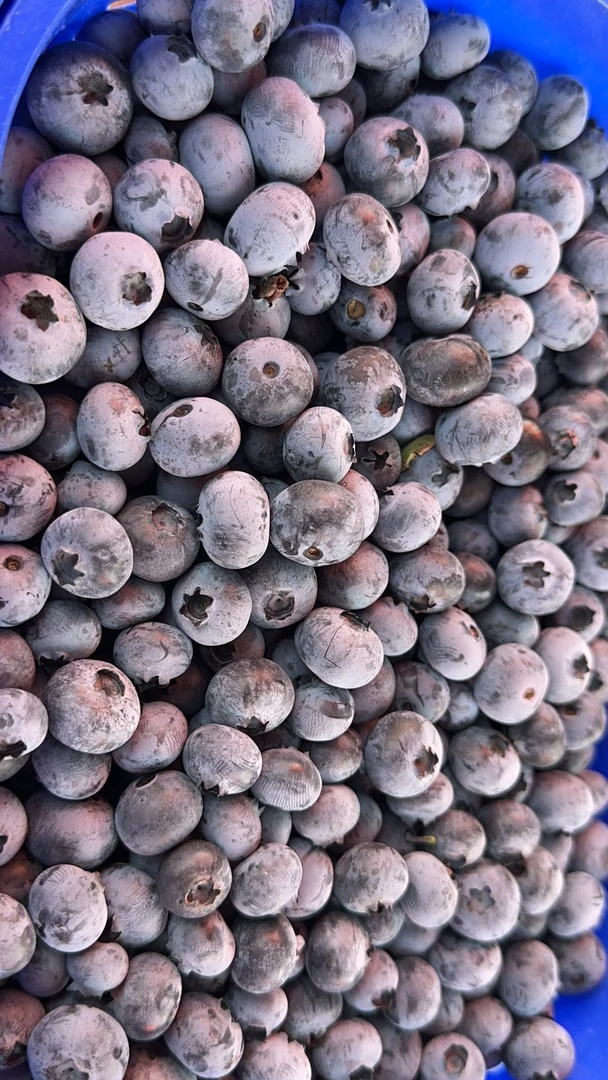 F6清甜蓝莓12mm小果