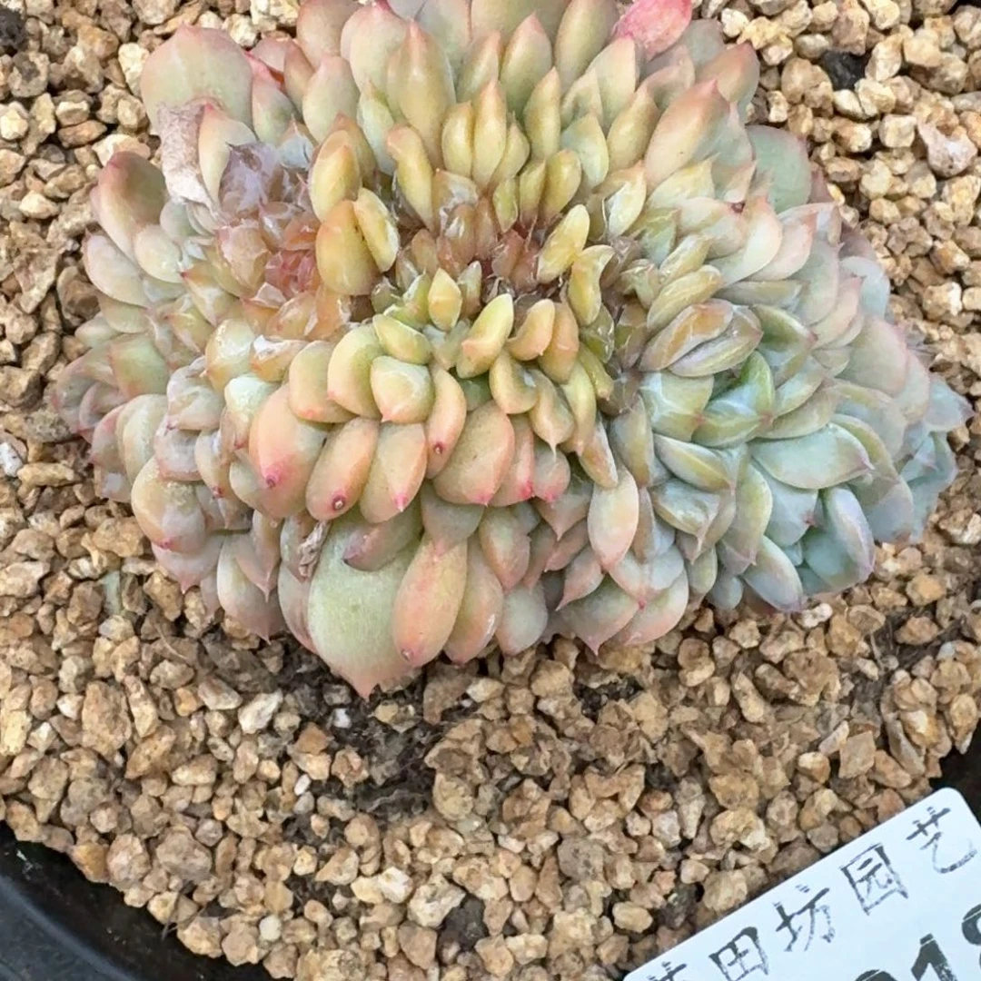 03.18冰魄缀化一个