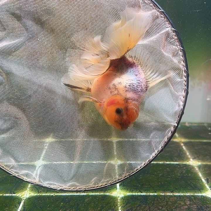 金鱼百褶泰狮压成47