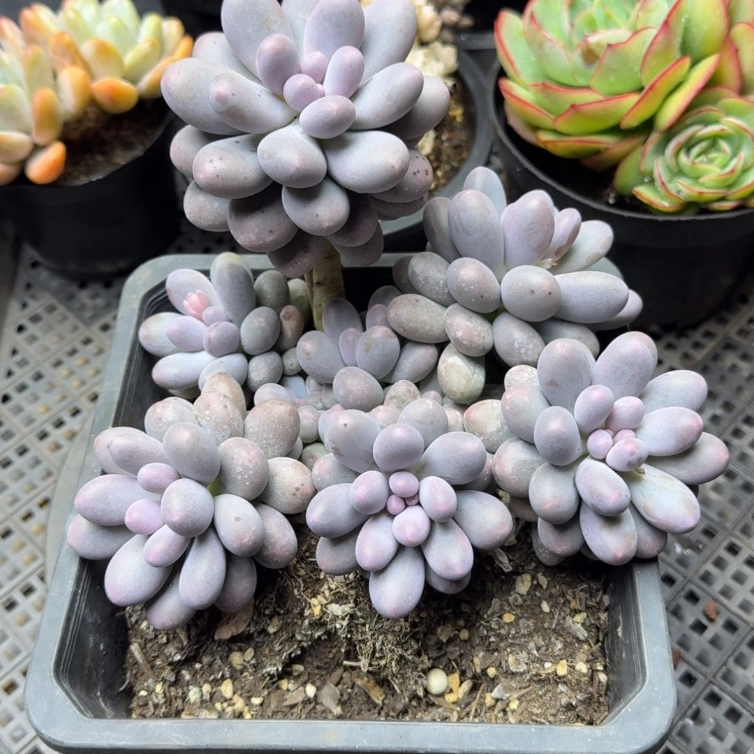 女***号006大汤圆一物一拍汤圆