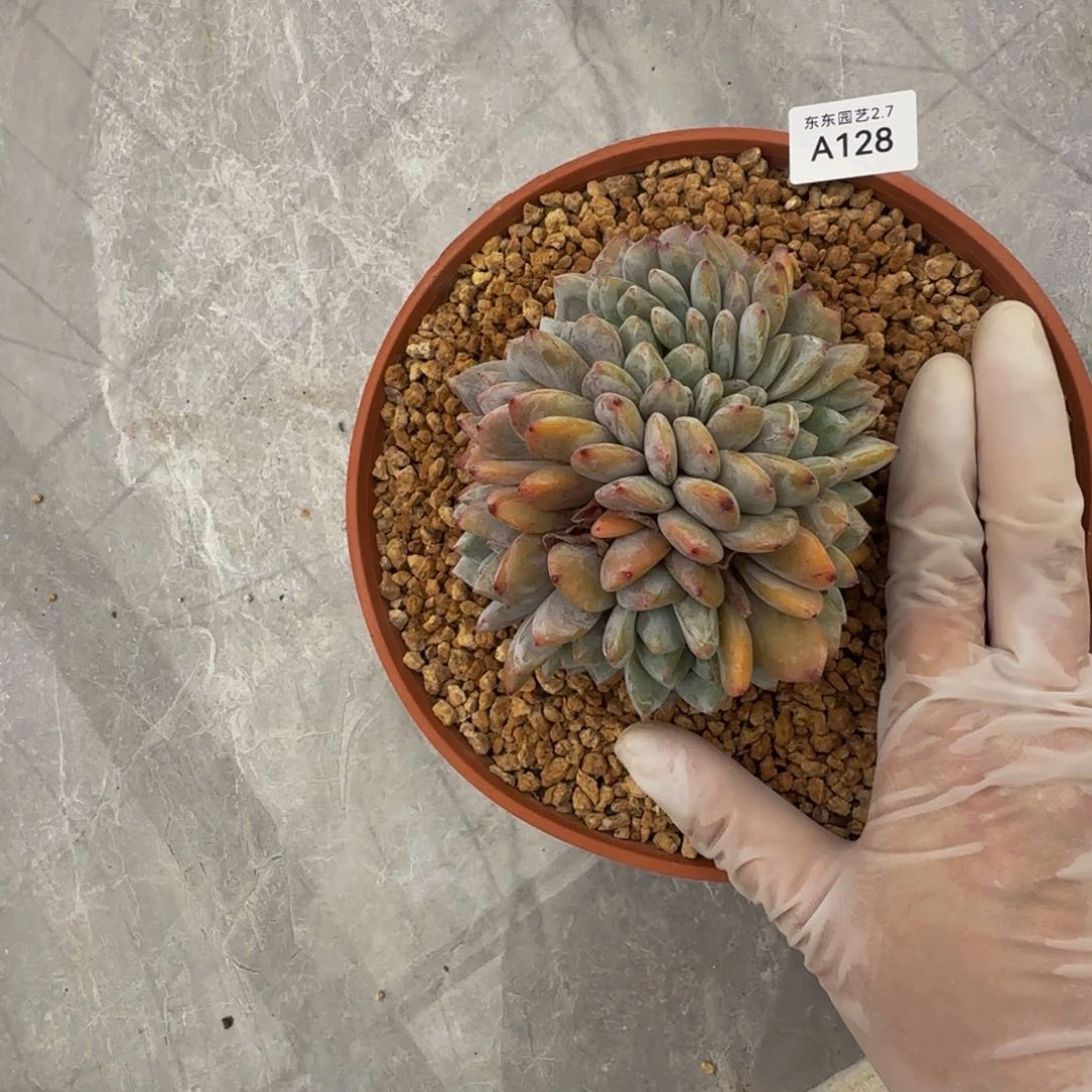 a a a a a a a a a 128