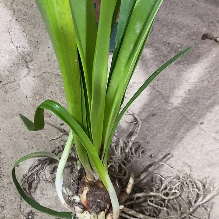 无花朵胖东朱顶红。紫蝶。 001
