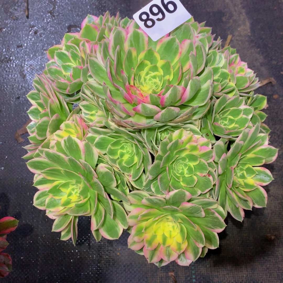 女***氓法师多肉植物896海仙