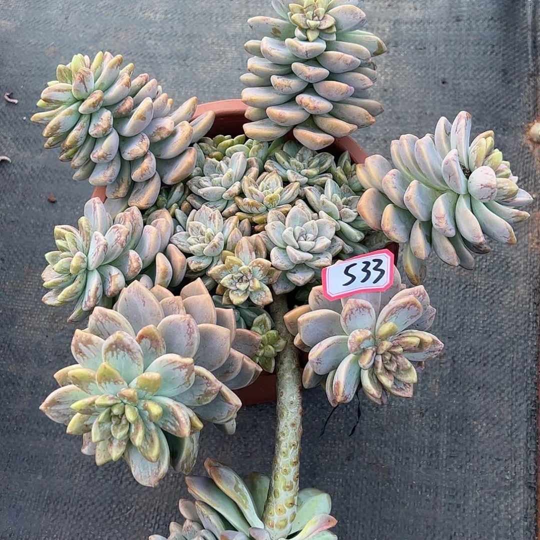 533淡雪石化锦缀化