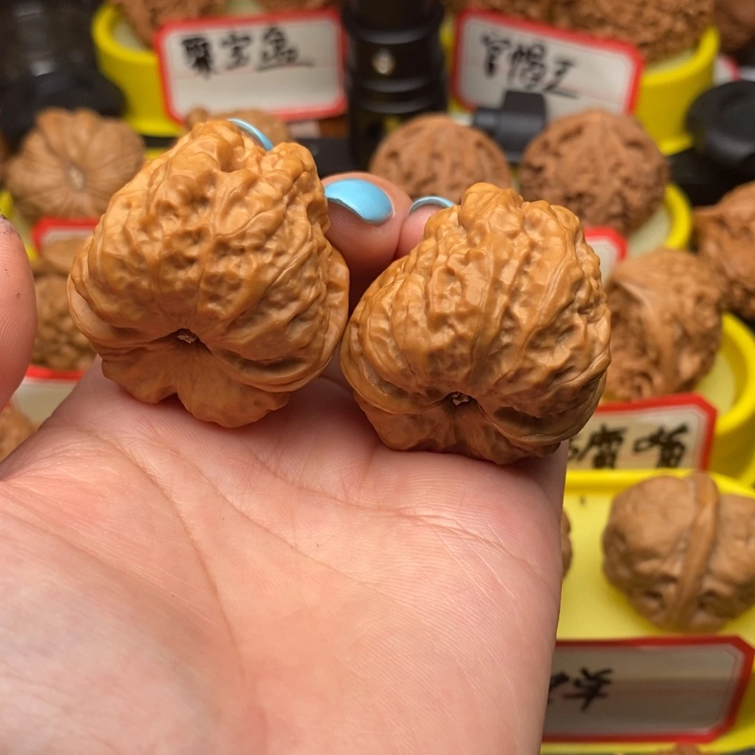 菩提籽类蛤蟆头头