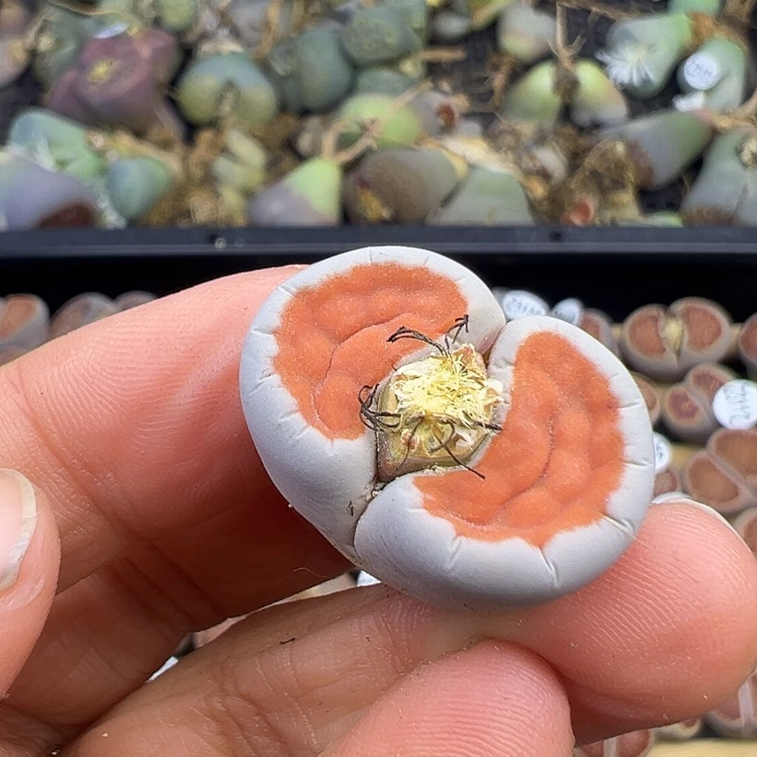 3135几何冰橙三代选拔株