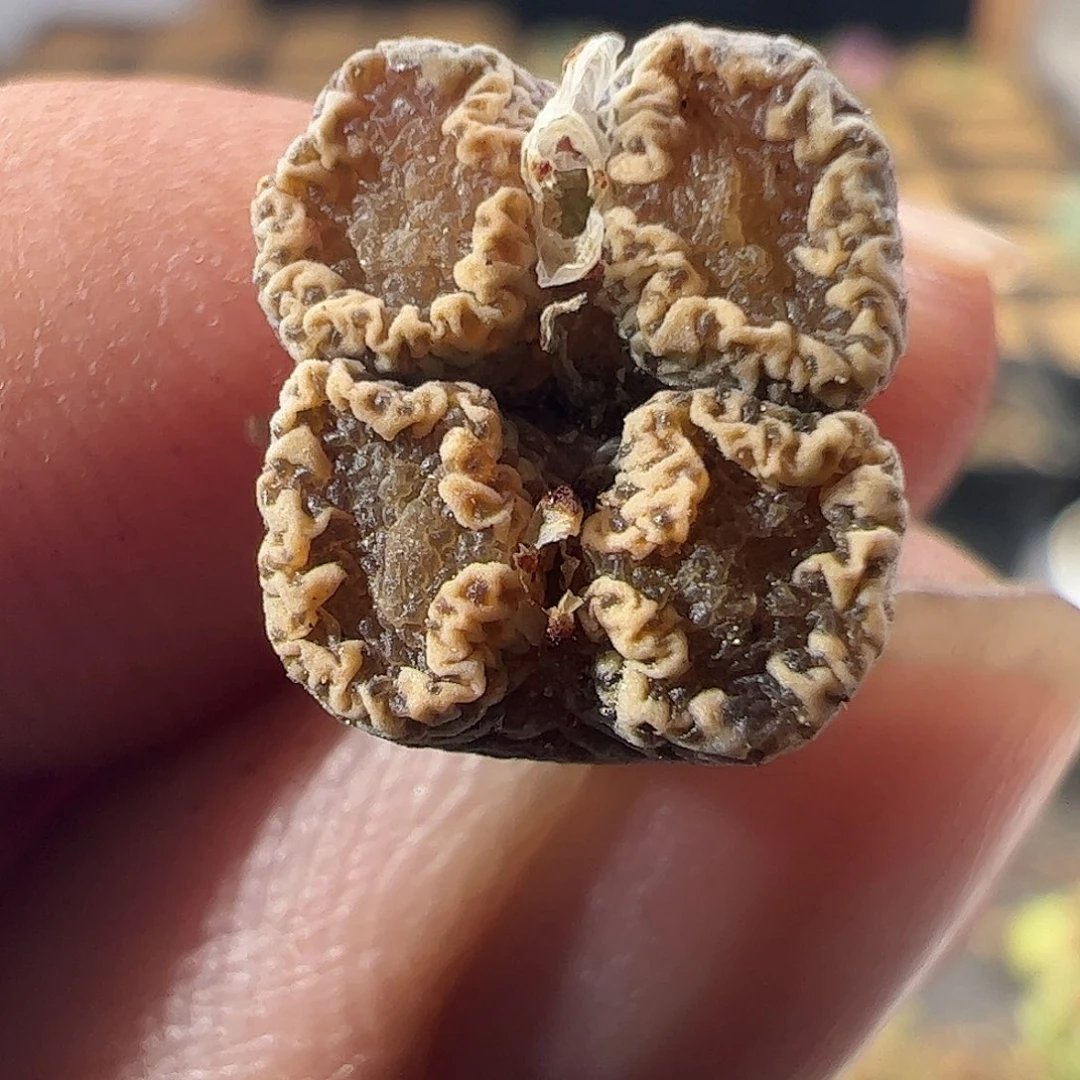 一物一拍。       527