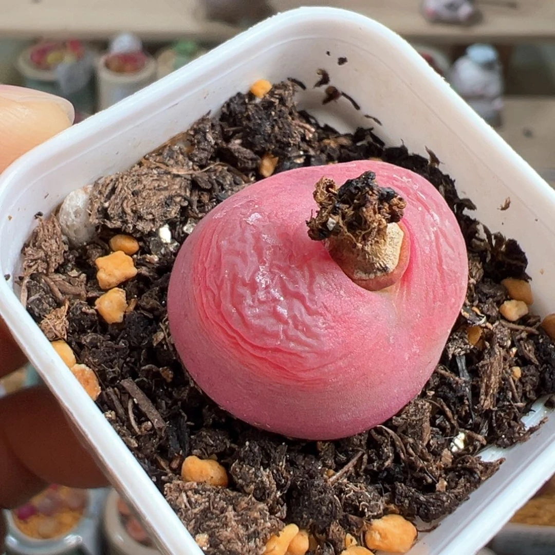 多肉植物246号毛毛