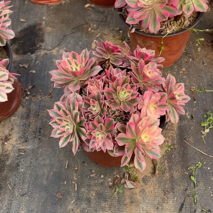 180分女法师断枝不售后