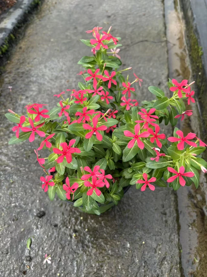 迷你长春花盆栽 进口无性系品种多年生耐热四季开花植物