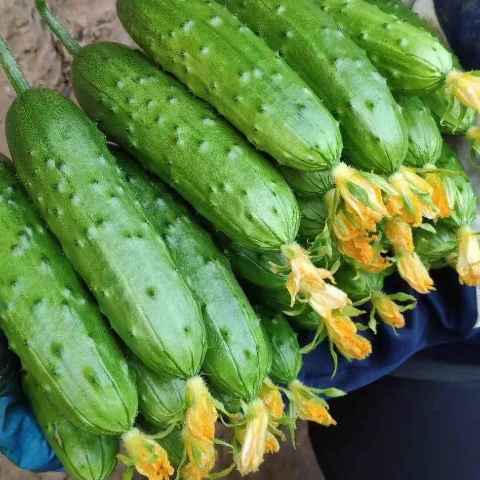 汪主任，自家自种新鲜旱黄瓜清甜脆嫩
