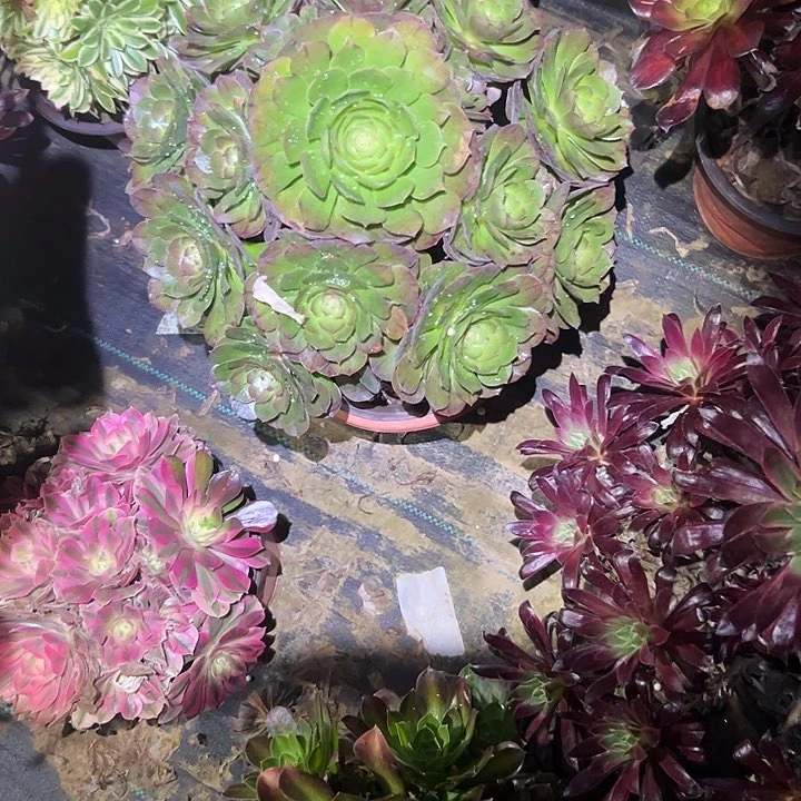 多肉法师植物链接40