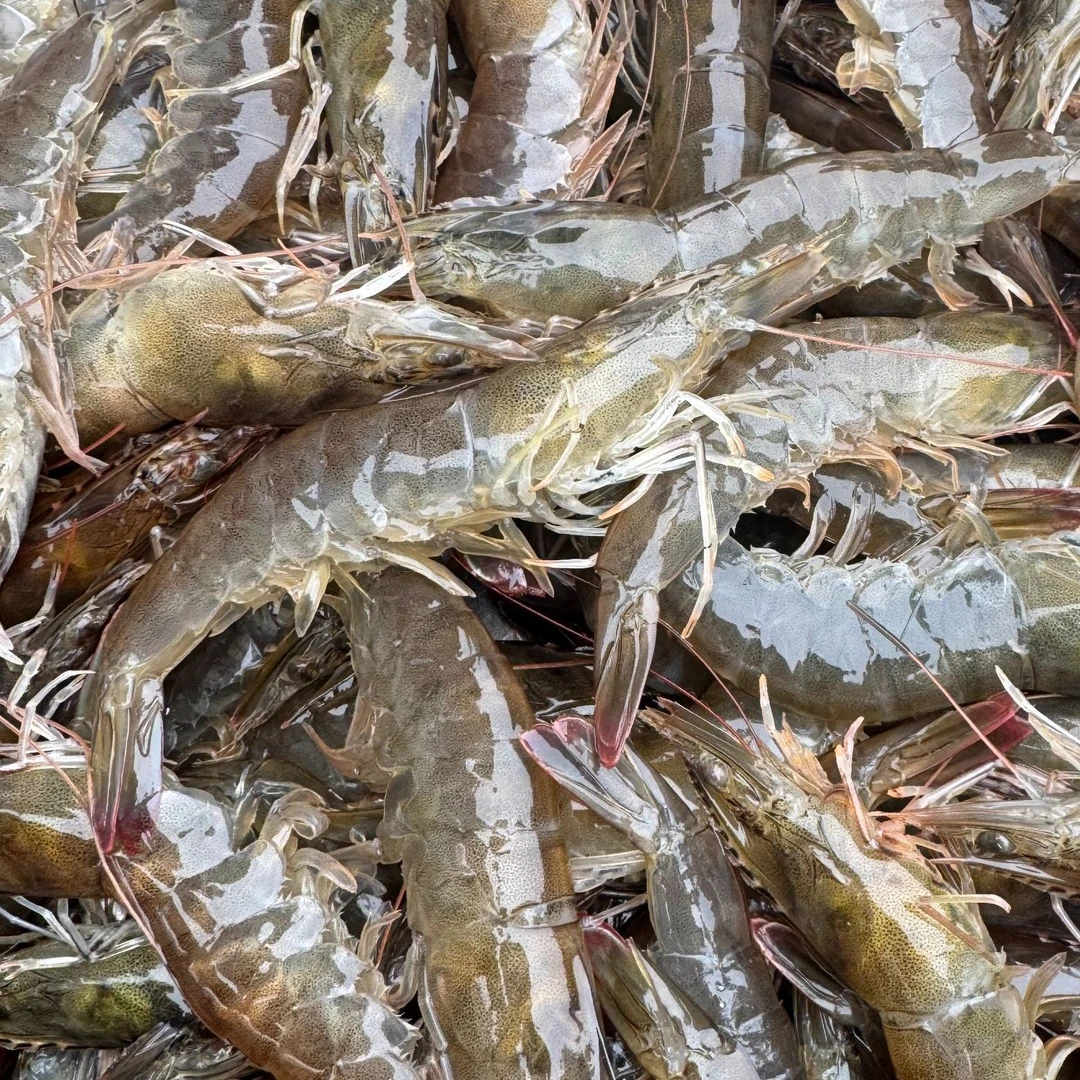 精品梭子蟹1斤活送到家