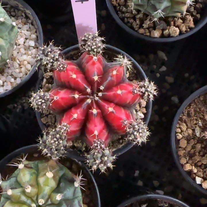 14-0125泰国发货多肉上海