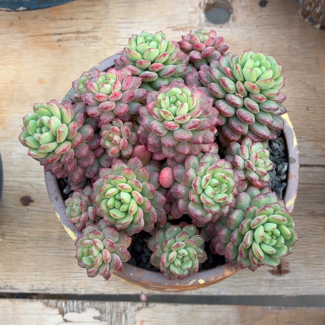 多肉植物 可爱多-4