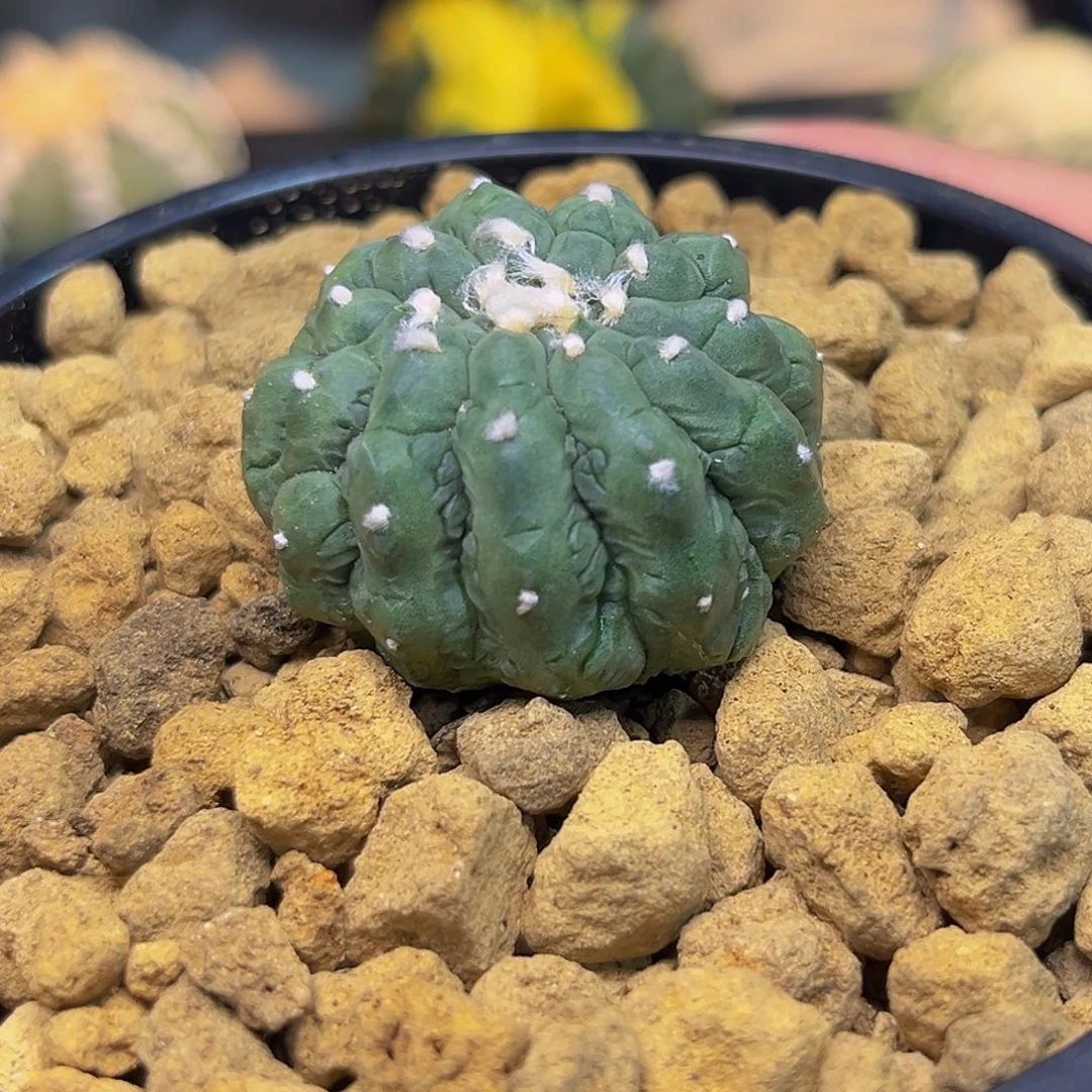 悟空兜Zzzzzzzzzzzzzzz