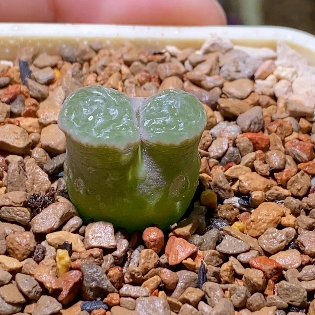 好看好看一颗好看的磁铁