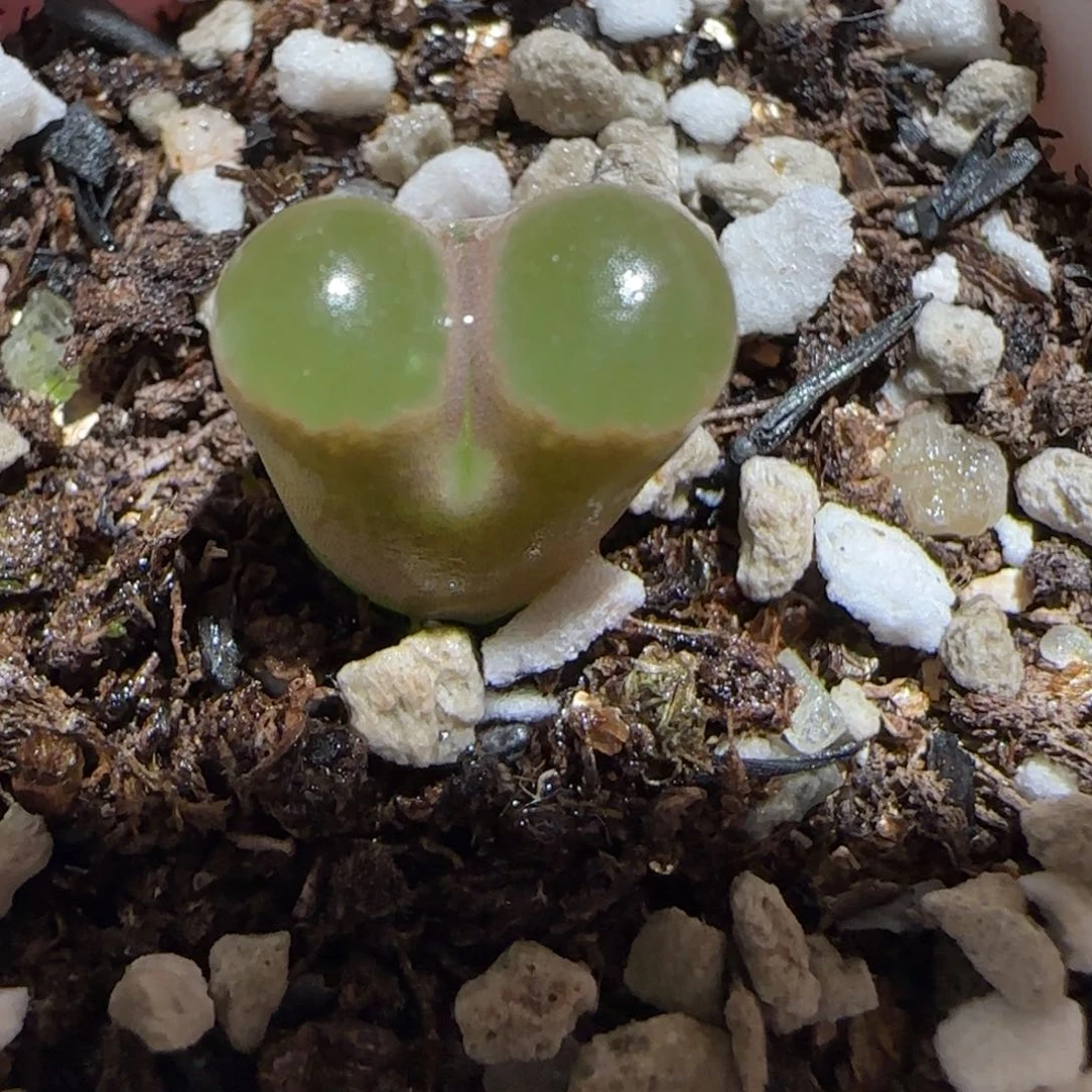 肉锥多肉植物百科30-磁铁1067