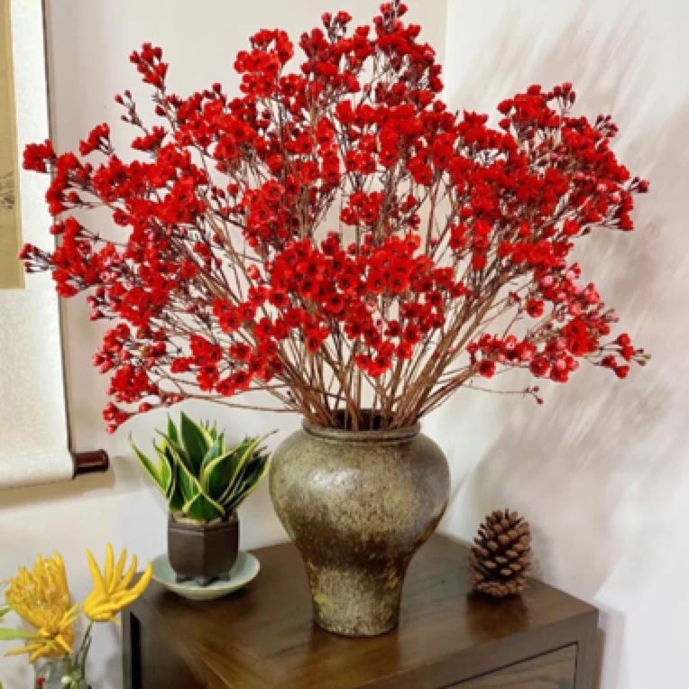 【腊梅红色】东北基地发货顺丰包邮