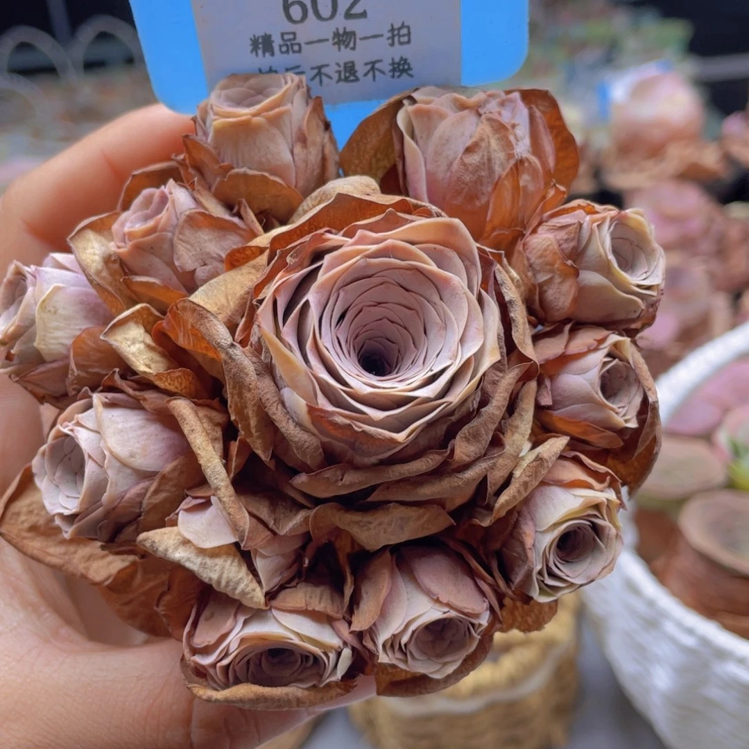 山地玫瑰602裸根发货不售后