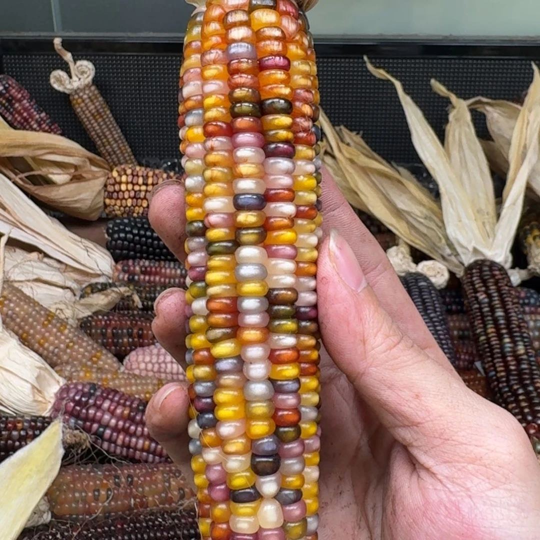 柏香籽/百香籽吊坠宝*