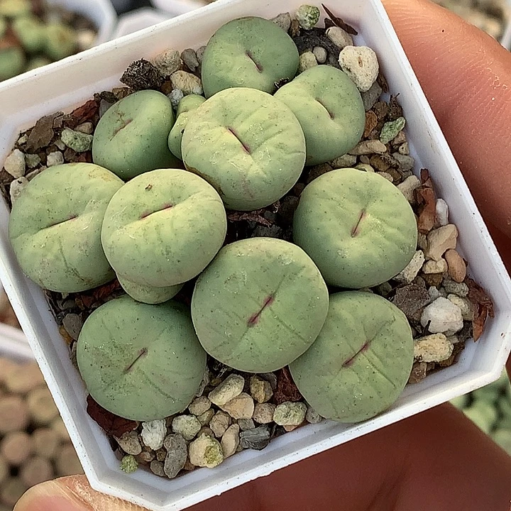 精品多肉植物园艺中型嘴