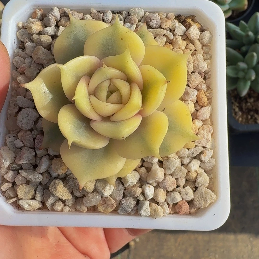 贝加尔湖 锦 一物一拍