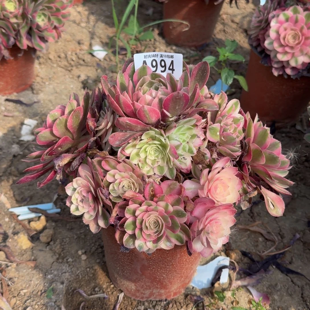 994荔枝多肉植物