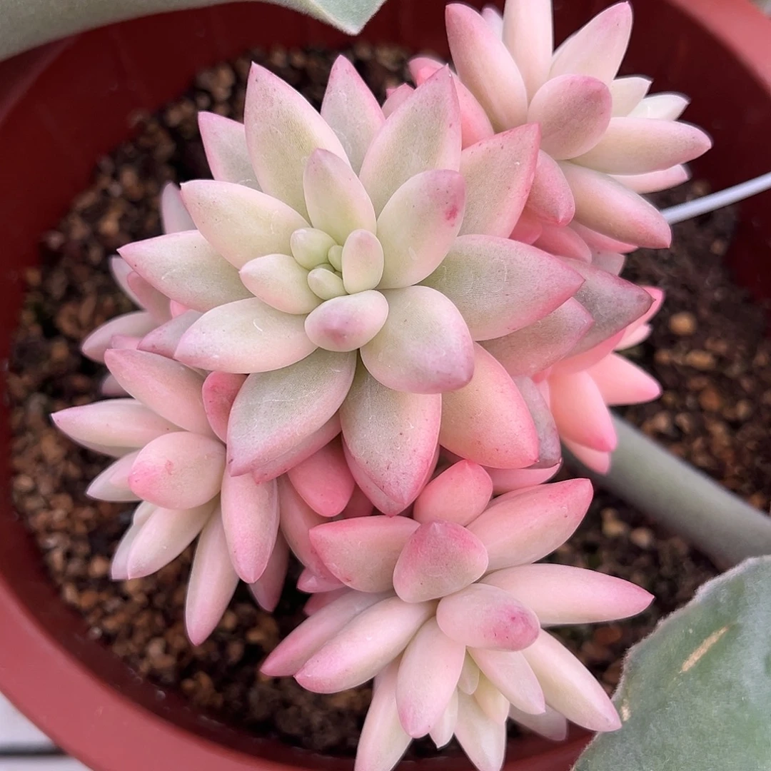 蜜桃波波锦群生嫁接多肉