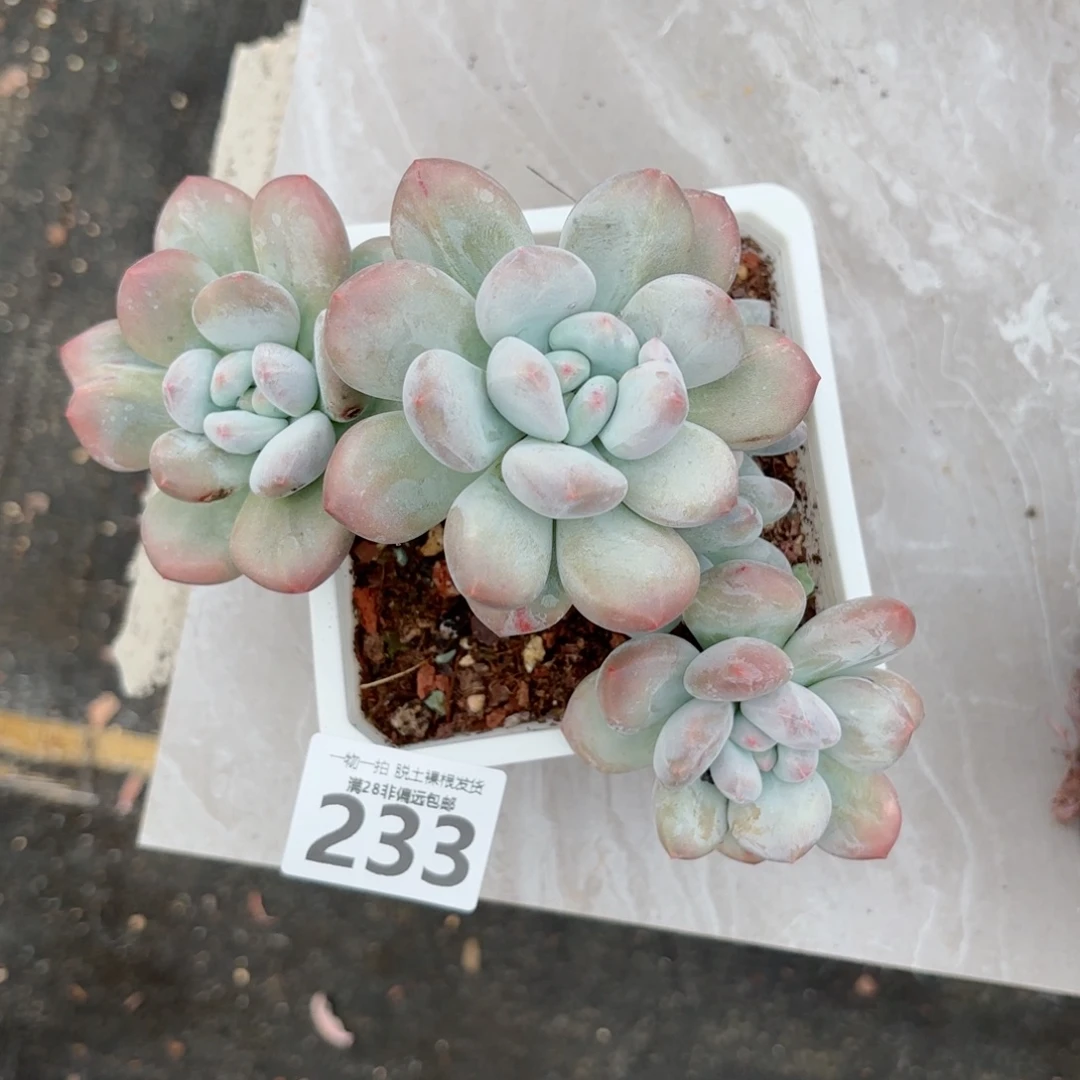 香水老桩多肉多肉多肉多肉多肉