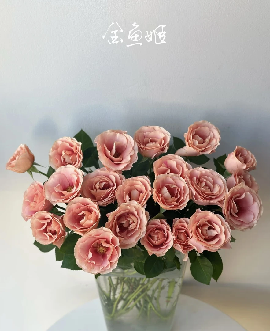 金鱼姬多头玫瑰10支【任意2单顺丰包邮】（10%不售后）开了会合上