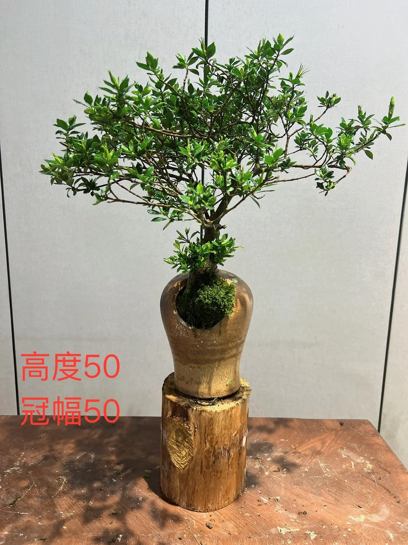 简古特色栀子花室内摆放入户玄关适用的绿植栀子花盆栽盆景盆栽