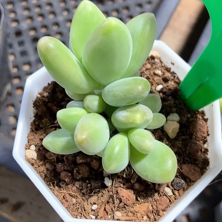 多肉植物867多肉