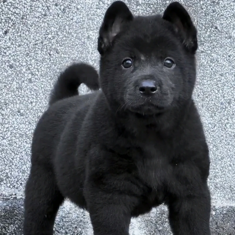 福汪犬舍  中华田园犬大黄  五黑  五红  土松 幼犬