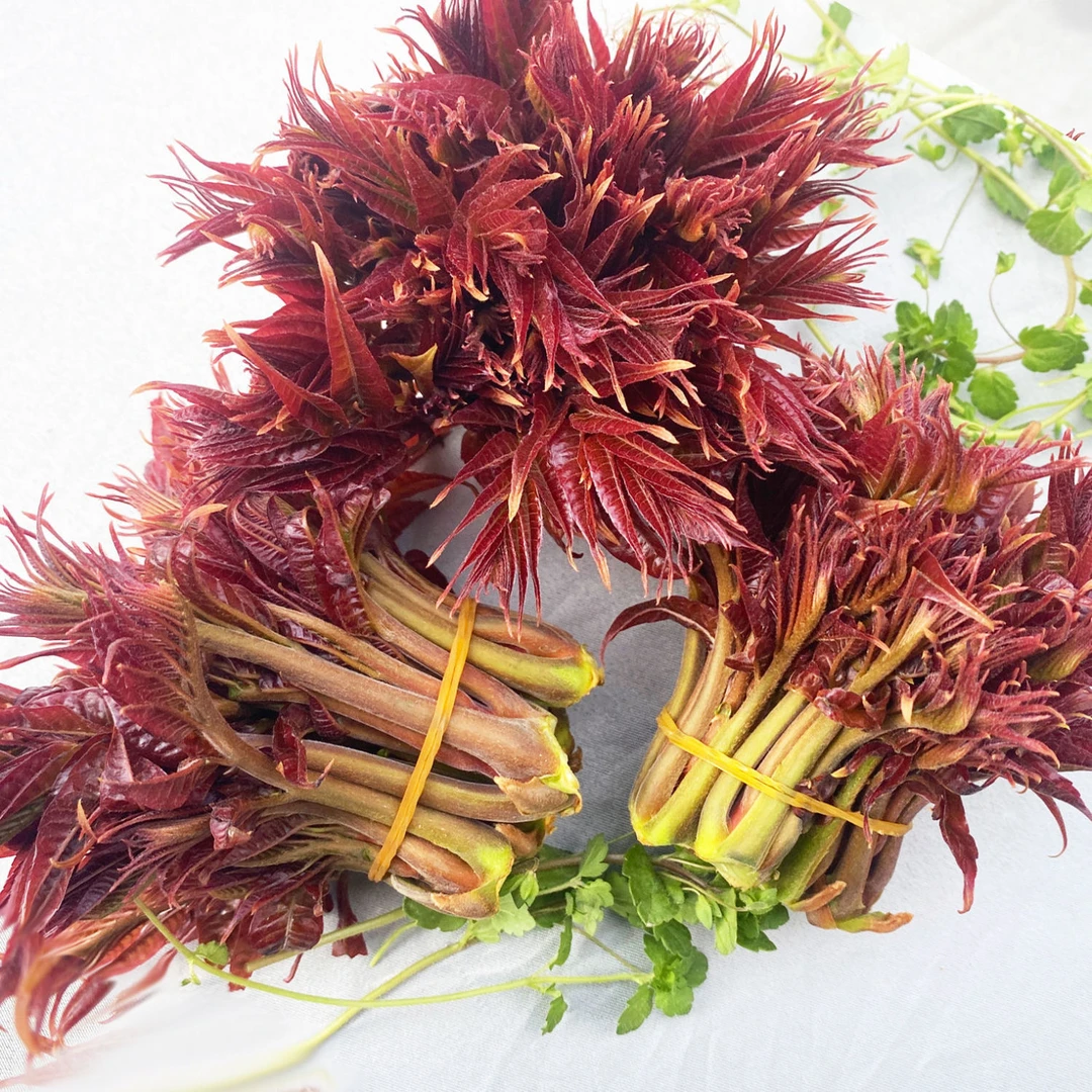 【顺丰包邮】山西运城2025精选露天香椿芽新鲜嫩芽发货红油香椿现货