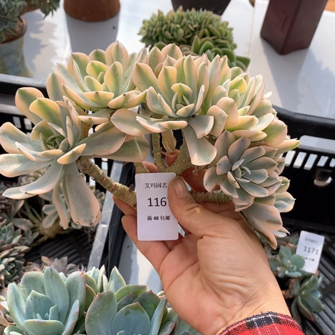 安娜玫瑰锦朵朵多肉多肉1167