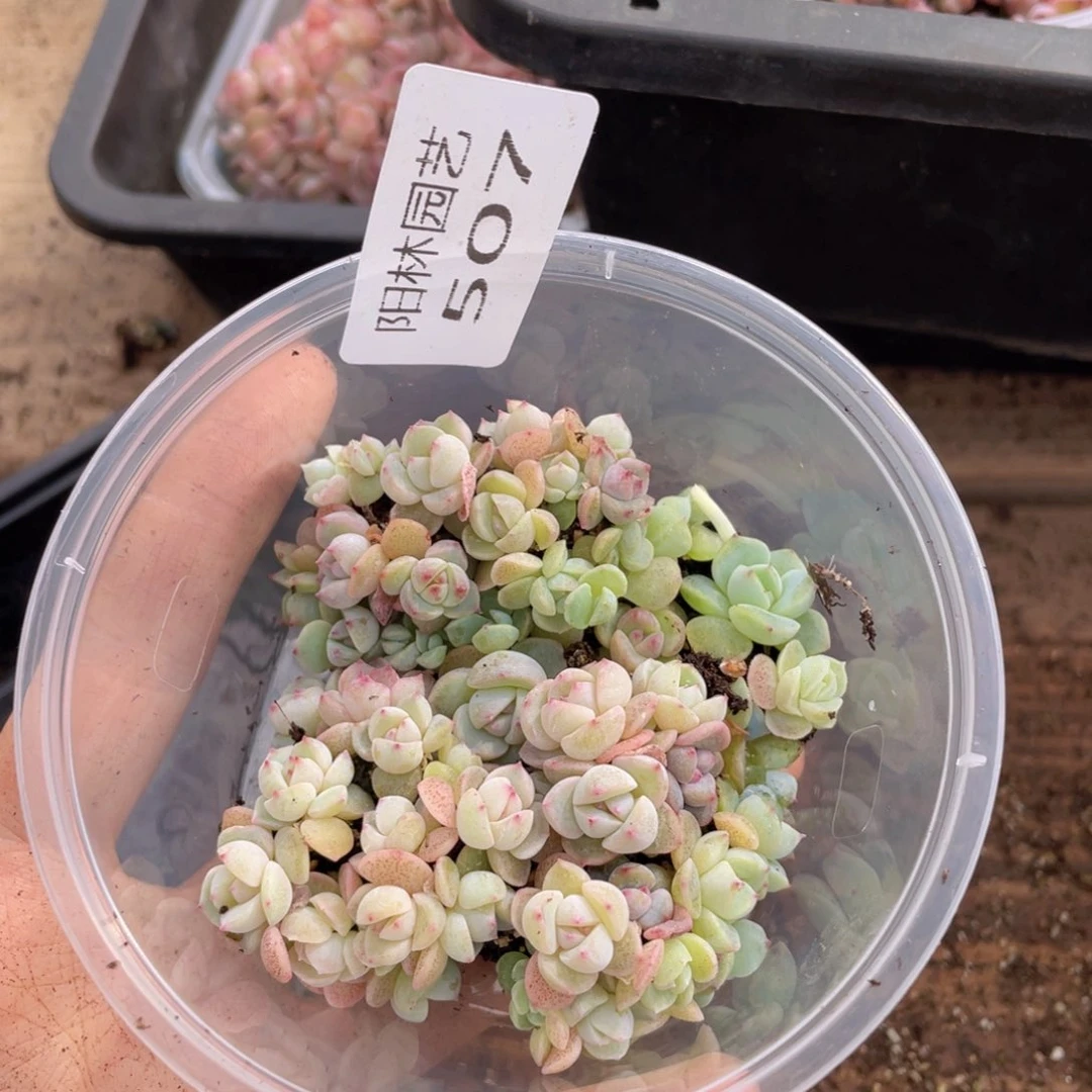 好****^多肉植物多肉植物507