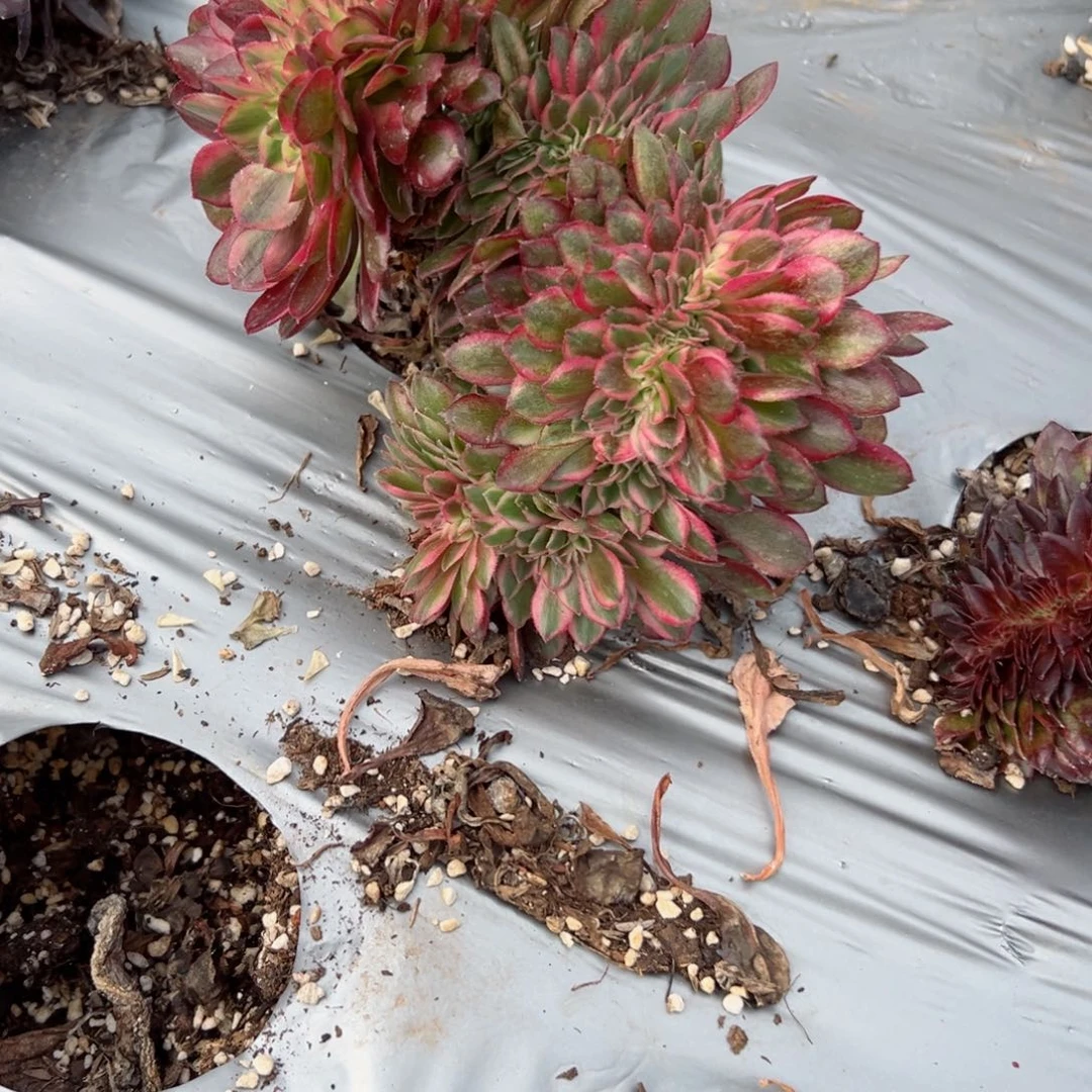 我7039 号多肉法师新年特价