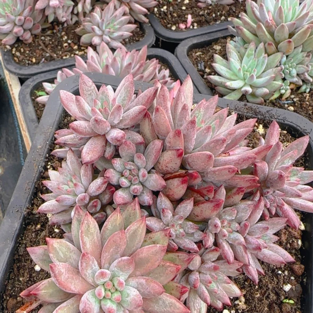 【闪购商品】大群车厘子寄养