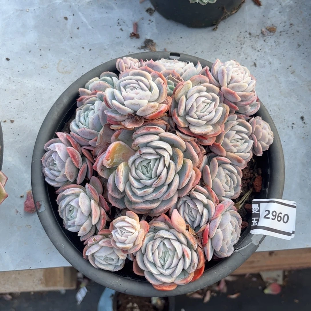 西娜多肉植物2960